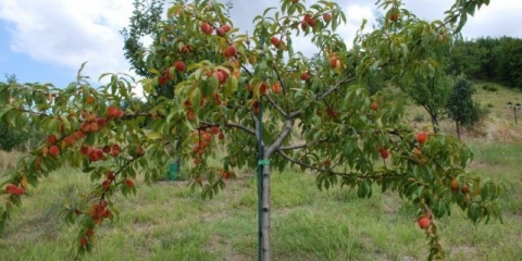 Kako se brinuti za breskvu